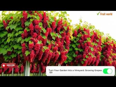 Turn Your Garden Into a Vineyard: Growing Grapes 101