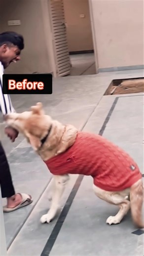 Agressive Before result #session #1392 #agressive #labrador #shorts