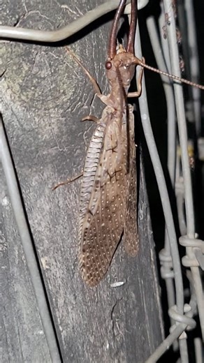 Just a friendly time with a dobson fly ❤️ #nature #outdoors #dobsonfly #wildlife