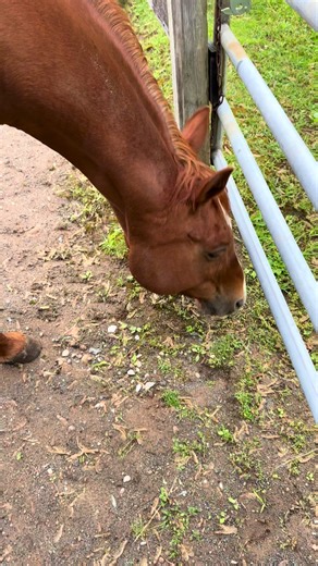 My heart🩵. #horsesoftiktok #chestnutmare #contentment #spring #horse