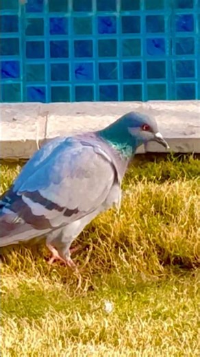 Beautiful Pigeon in Nature 🕊️ | Peaceful Bird Moment #Pigeon #Birds #Nature