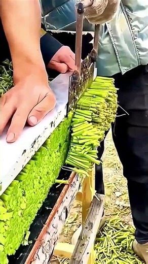 DIY Fern Trimming Tool: A crisp, fragrant wild veggie loved in springtime meals #shorts