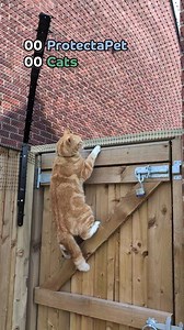 142K views · 1.2K reactions | 樂Does ProtectaPet REALLY Work? ProtectaPet Cat Fence Barriers prevent your cats from leaving the garden, keeping them safely contained!  #catfence #catproofgarden #catmeme #catfencebarrier | ProtectaPet | Facebook