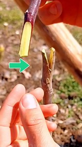 New tree grafting technique 😱😱 #grafting #trendingvideo #virals | Mimic World 2