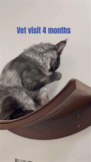 Wolfie’s Vet visits and Ringworm🤢 4-6 months old
