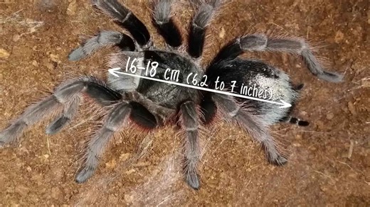 The World’s 100 Most Dangerous Insects That Can Harm You