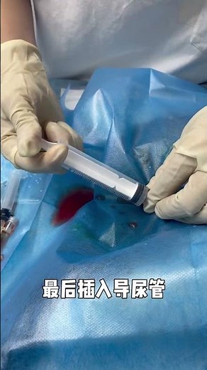 How to solve the problem of a cat having urinary retention#Cat urine retention#Feline urin