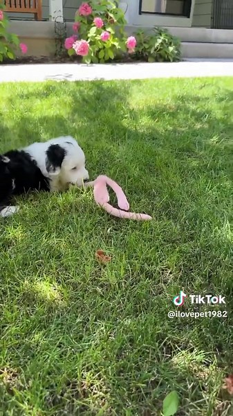 Playful Sheepadoodle Puppies Enjoying Time Together