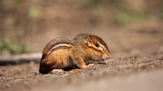 What To Do If You Find A Baby Chipmunk In Your Yard