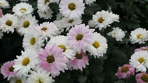 Le chrysanthème, de l’usage traditionnel à la Toussaint à l’ornementation de nos jardins - RTBF Actus
