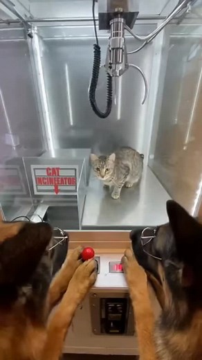 4.9K views · 33 reactions | Dog vs Cat claw machine. | Artificial Nightmares | Facebook