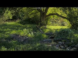 Wildlife in the forest | By Morten Hilmer - Denmark, 31 August 2022 (2)