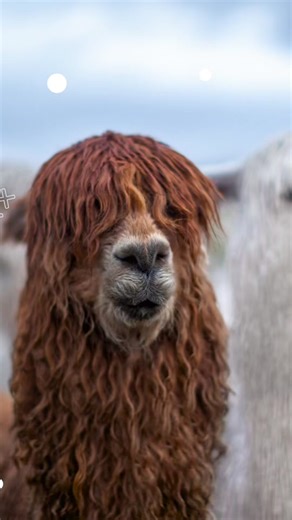 In the high Andean lands of Peru, history and culture come to life through at least 6 million camelids. In the International Year of Camelids, immerse yourself in this profound connection with the land and its living beings, cared for by over 90,000 Peruvian families! You are invited to come and discover these remarkable species in a country where adventure awaits you. #visitperu #peru #camelids #alpaca #llamas