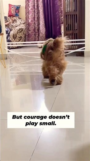 From Nope ➝ to GOAT jump 🐶🔥#amazing #golden #cockerspaniel