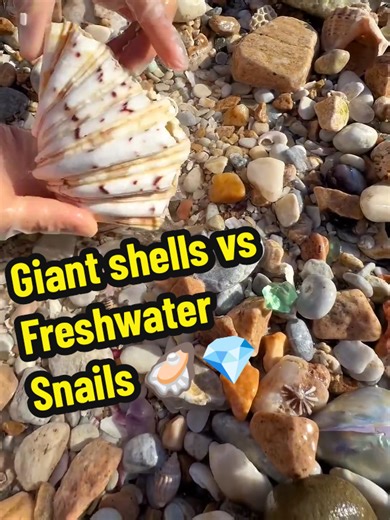 Giant Shells vs Freshwater Snails: A Fascinating Comparison