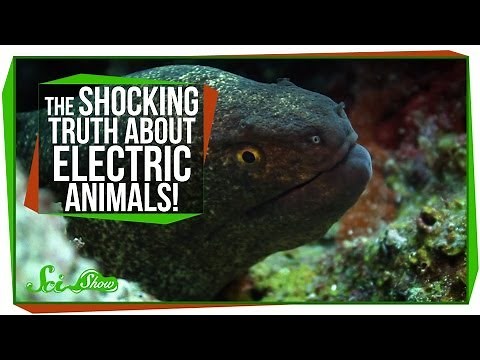 The Shocking Truth About Electric Animals!