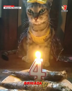 HAPPY BIRTHDAY! LOOK: Marami ang naki-happy birthday sa isang pusa na si Choco matapos ibinahagi ng kanyang fur parent ang nakakatuwang video ng kanyang kaarawan. Apat na taong gulang na si Choco, at makikitang mahal na mahal ito ng kanyang fur parent dahil sa isda na inihanda sa kanya. Happy Birthday Choco! 📹 Choco the Meowdel | Brigada Life