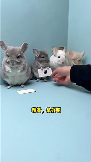 Looking At The Work Attitude Of These Little Chinchillas, Basically Say Goodbye To Holding Signs😂
