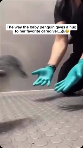 Wildlife & Animals on Instagram: "Baby penguins, or chicks, form strong bonds with their caregivers, whether it’s their biological parents or human caretakers in rescue centers or zoos. In the wild, penguin parents take turns feeding and keeping their chick warm, using vocal calls to recognize each other in a noisy colony. When a baby penguin bonds with a human caregiver, it may show affection by snuggling, following them around, or even giving little “hugs” by pressing its body close. While doi