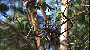 Arbutus Tree, Arbutus menzeisii on Vancouver Island, Canada