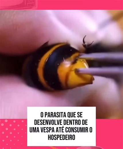Casos Clínicos e Aprendizado ⚕ on Instagram: "🐝 O parasitismo em vespas é um fenômeno bem documentado na biologia. Algumas espécies, como certos insetos Strepsiptera e vespas do grupo Ichneumonidae, utilizam outras vespas ou insetos como hospedeiros para completar seu ciclo de vida. Essas espécies depositam seus ovos no corpo do hospedeiro — às vezes na superfície, às vezes dentro dele. Quando as larvas eclodem, começam a se alimentar de tecidos que não comprometem imediatamente a vida do hospe