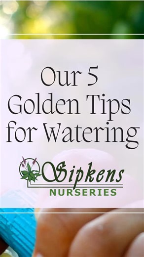 Watering Tips from Sipkens Nurseries 💦 | Sipkens Nurseries