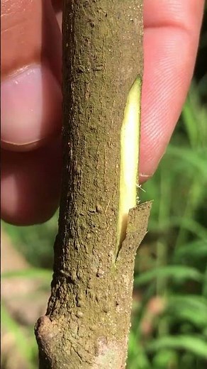 Orange Bud Grafting EP416 #budgrafting