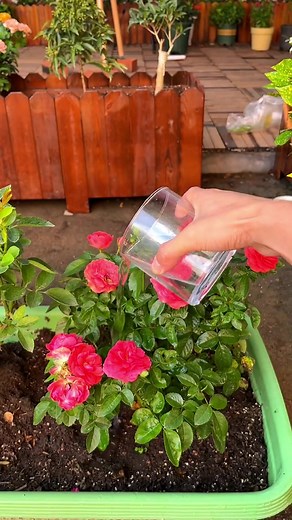 It's surprisingly easy to raise flowers with soybeans? #plants #tips #garden #soyabean #flowers #soilphu #soiltester #gardenlife #plant #soil #planting #flower #fertilizer