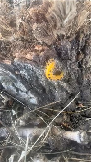 Little caterpillar trapped by tree worm.1🐛