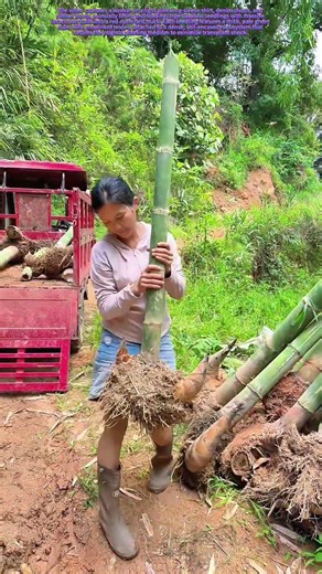 Lifting the Roots: How Bamboo Seedlings Travel with Their Soil Anchor Intact
