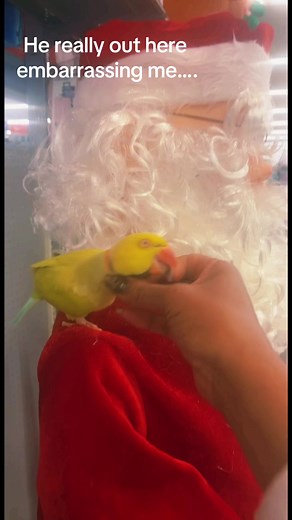 #turnerssanctuarybk2 #live #asmr #santa