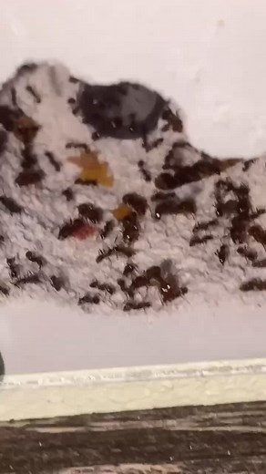 My Ant Colony Sent Oht Thwir Army #fyp #pheidoledentata