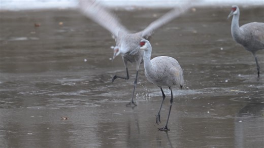 Sandhill Cranes on Ice With the colder temps the lakes have started to freeze over. The lake can be tricky to walk on when the ice is thin! One of the young ones, who is going through their first winter, stares at the ice as if to figure out just what is going on with this unstable and cold ground. 🎶 Jayme Stone - Icicle Waltz | Jocelyn Anderson Photography
