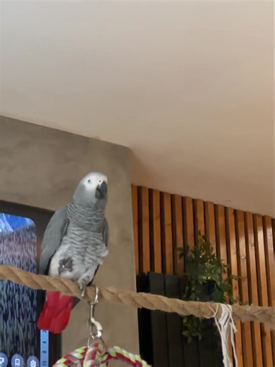 He's on a call 🤣 | Kelo the African Grey