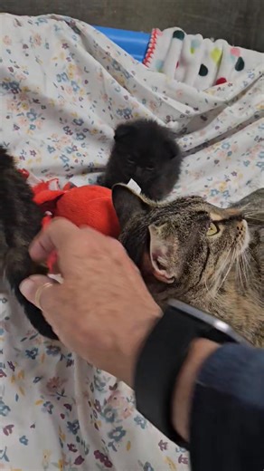 7.9K views · 295 reactions | 3.5, her six pack and her + 1 ❤️...