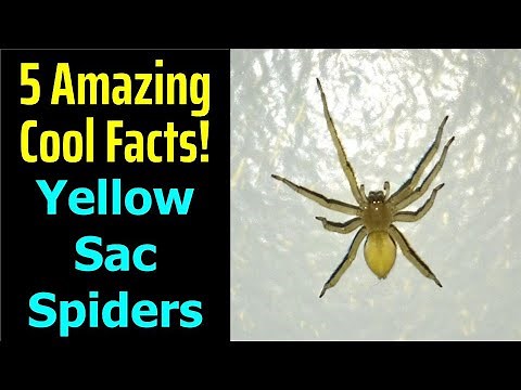 5 Fascinating Facts About The Yellow Sac Spider