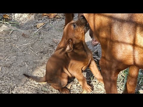 Fergies Redbone Coonhound puppies - 4 weeks