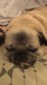 Me sleeping on the sofa while the pawsome Norwegian artist Kurt Nilsen sings Christmas songs on the telly, so nice and cosy 🐶❤️🎤🎼 | Primrose the sweet angel pug