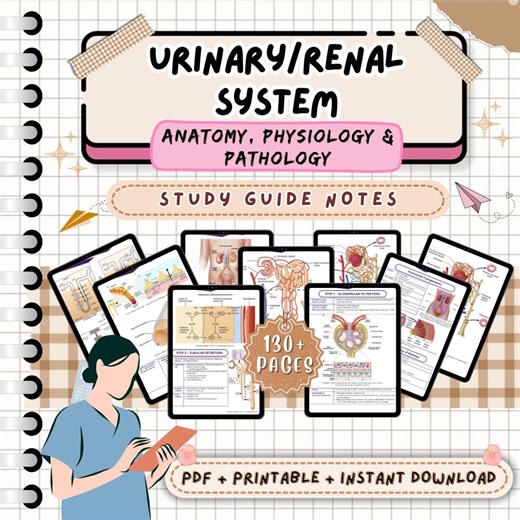 Urinary Renal System Notes - Anatomy, Physiology & Pathology | Nursing Study Guide | Nurse Notes | Medical Notes | Nursing Notes NCLEX PDF - Etsy Australia