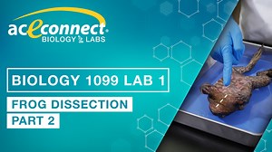 Biology 1099 Lab 1 || Frog Dissection - Part 2