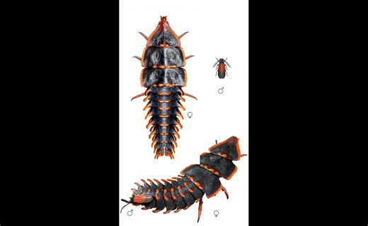 Đây là một con bọ cánh cứng ba thuỳ (trilobite beetle), Chi Platerodrilus, Họ Lycidae. Nhóm này có khoảng 20 loài phân bố rải rác khắp Đông Nam Á, trong đó có Việt Nam. Hàng trăm năm trước, khi những nhà tự nhiên học đầu tiên bắt gặp những sinh vật này, họ không khỏi ngạc nhiên trước hình dáng kỳ lạ của chúng. Với thân mềm mại, phân đốt rõ ràng và ba phần ngực phình to, loài côn trùng này gợi nhớ đến bọ ba thuỳ (Trilobita), một nhóm sinh vật biển cổ đại đã tuyệt chủng hơn 250 triệu năm trước, v