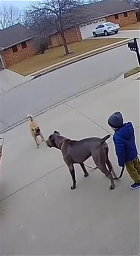 Cane Corso Protects Kid From a Stray Dog
