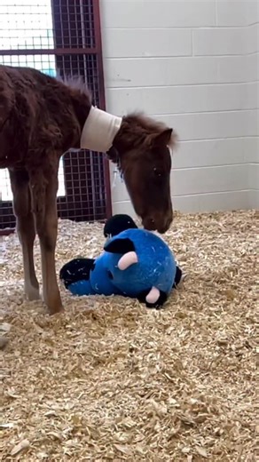 Colby’s Crew Rescue: Allison Smith on Instagram: "HE WAS JUST A BABY FOAL AND HE WAS DYING, SO WE GAVE HIM A FRIEND Part VI of Flames Story Flame is an eight week old foal that was dropped off at the slaughter holding facility by his previous owners for being born with lax tendons. Separated from his mother far too early, he experienced brain damage from malnutrition and this caused failure to thrive among other issues. He’s been in the emergency hospital about two weeks now— fighting like hell 