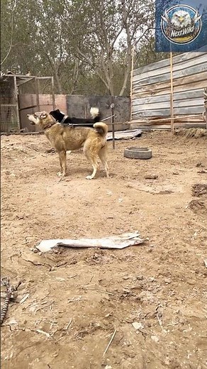 Top Beast Dogs That Are Too Powerful to Handle