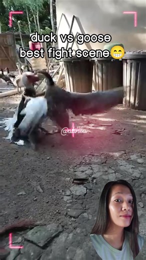 duck vs goose best fight scene #funnyreelsvideo #funnyvideos #funnyreels #fighter #kungfu #funny #ducks #goose #animallover #animals | Althea C. Candelario