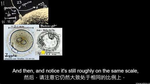 Unit3 lesson 3-1 human fertilization and early development 高中生物可汗学院