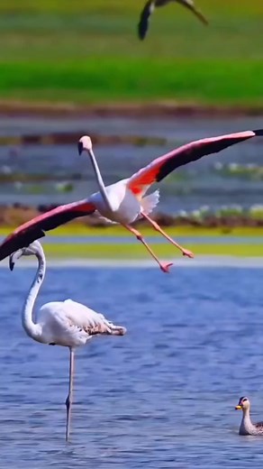 3.5K views · 61 reactions | #nature #birds #fotography #littlemermaid2023 @followers | HKR huntar | Facebook