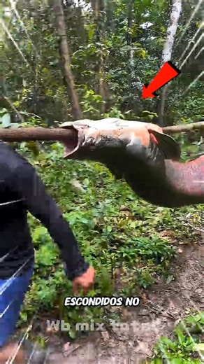 Maiores peixes da Amazônia. #curiosidades #animals #bichos