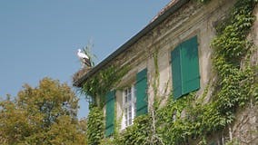 The stork on the house stock video. Video of birds, house - 162898125