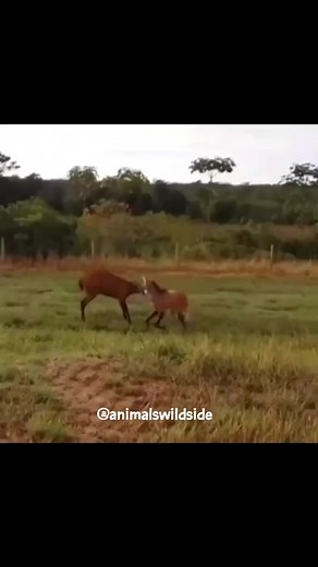 3.5K views · 28 reactions | Maned Wolf Trying To Hunt Buck . . DM for removal . . Like and Follow us for more videos : Animals Wildside . . #animalswildside #wildlifeonearth #wildlifeaddicts #closeenough #animal #reels #savage #manedwold #videooftheday #Hunter #deer #mountainlion #puma #cougar #encounter | Animals Wildside | Facebook